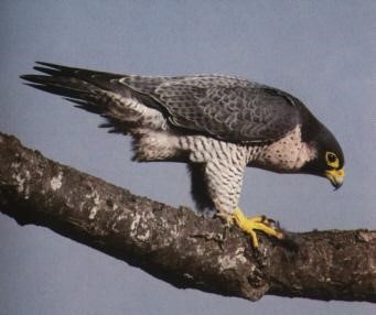 بحري باز   Peregrine Falcon / Falco peregrinus /  